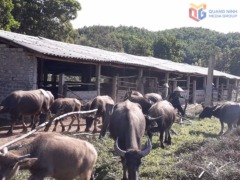 Khu vực chuồng trại gia súc tập trung của thôn Hà Dong Bắc, xã Hải Lạng 