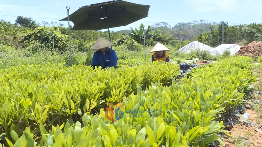 Công ty TNHH MTV Lâm nghiệp Vân Đồn chủ động nguồn giống lâm nghiệp phục vụ trồng rừng năm nay.