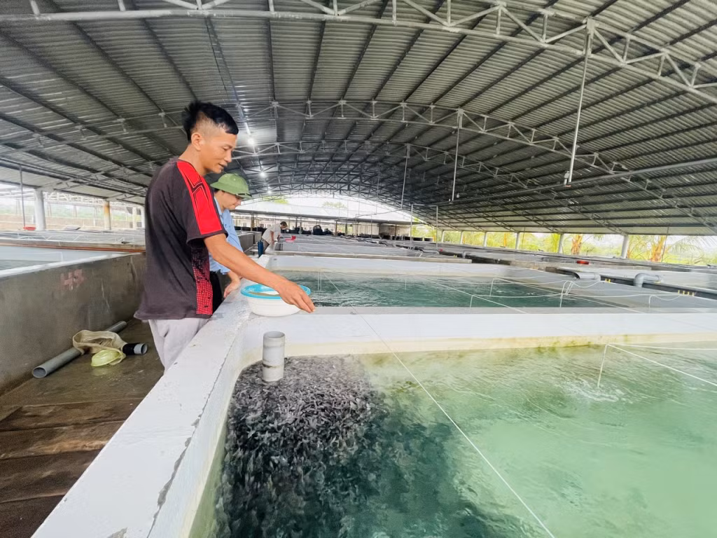 HTX Sản xuất và Nuôi trồng thủy sản Bắc Việt là một trong những đơn vị tiêu biểu chuyên sản xuất, cung ứng giống cá biển trên địa bàn xã Đầm Hà.