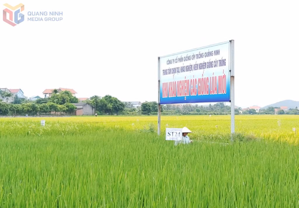 Khu vực trồng thử nghiệm các giống lúa của Công ty CP Giống cây trồng Quảng Ninh. Ảnh: Minh Đức