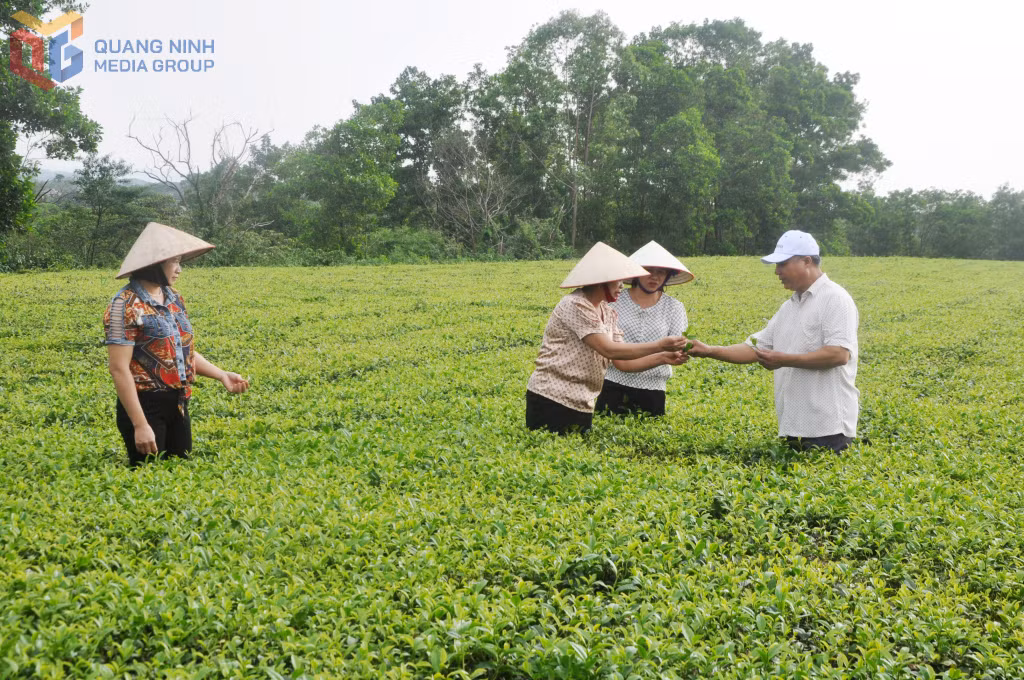 Người dân xã Đường Hoa phát triển vùng trồng chè.