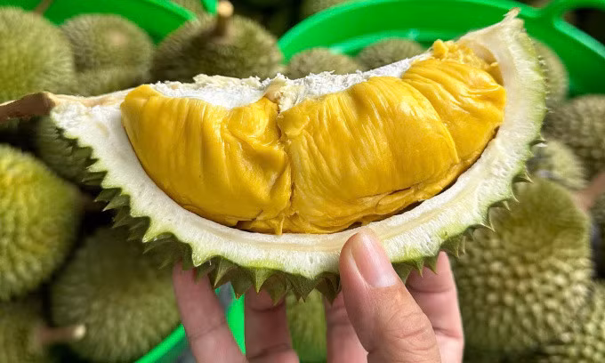 Sầu riêng tại nhà vườn ở Cần Thơ. Ảnh: Mạnh Khương