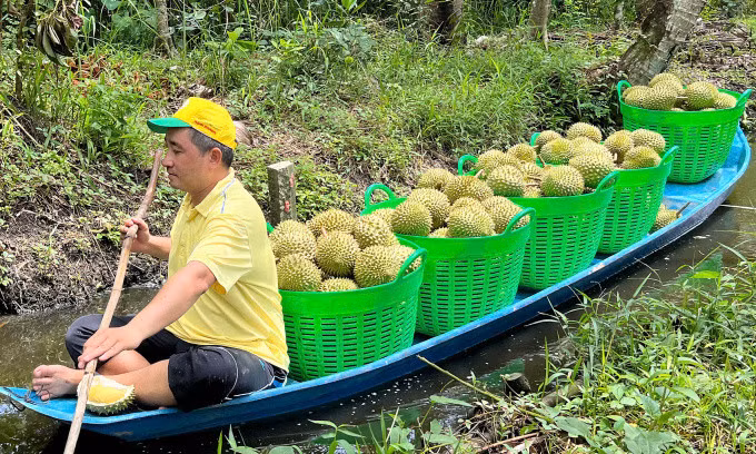 Sầu riêng trái vụ tại nhà vườn ở miền Tây. Ảnh: Mạnh Khương