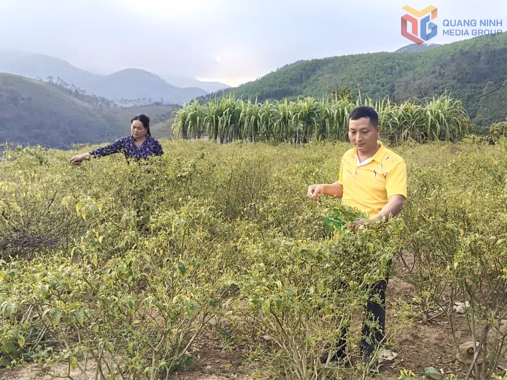 Anh Lỷ Văn Quạn cùng các hộ trồng thu hoạch ớt chào mào.