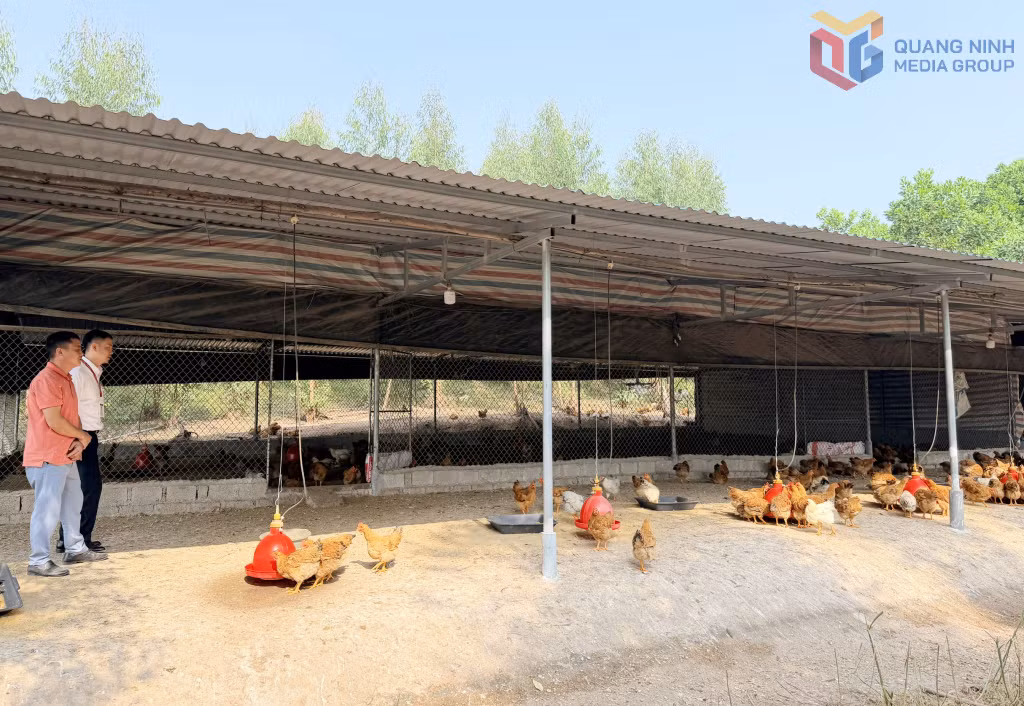 Bằng nguồn vốn vay từ ngân hàng, mô hình chăn nuôi của ông Lý Văn Sáng, xã Tiên Yên mang lại hiệu quả cao về kinh tế.