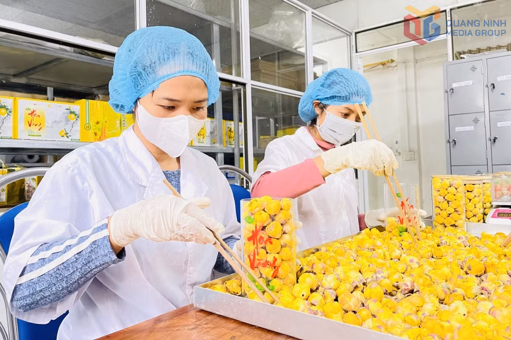 Chế biến, hoàn thiện sản phẩm trà hoa vàng OCOP 5 sao quốc gia tại Công ty CP Kinh doanh lâm sản Đạp Thanh. Ảnh: Minh Đức