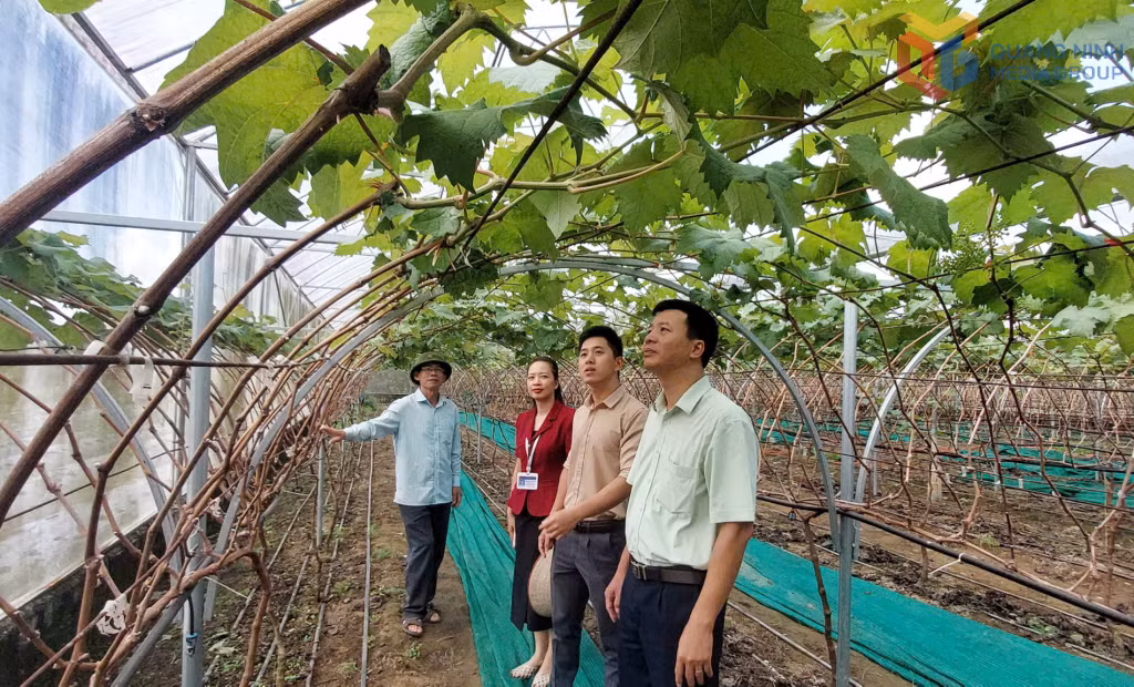 Mô hình trồng nho tại HTX Tân Cường Phát (xã Lục Hồn).