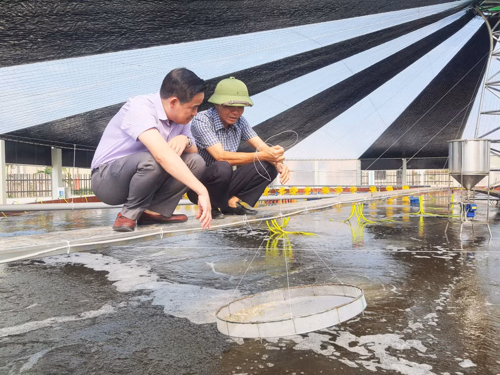Công nghệ nuôi tôm trong nhà bạt cải tiến và nuôi theo 3 giai đoạn tại HTX Nuôi tôm công nghệ cao Cẩm Phả. Ảnh: Việt Hoa