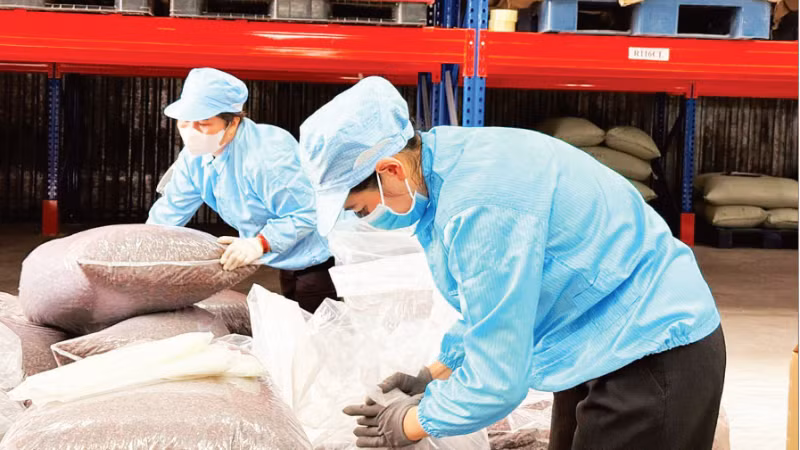 Đóng gói vỏ cà-phê đặc sản (trà cascara) xuất khẩu tại Công ty Simexco DakLak. (Ảnh: MINH ANH)