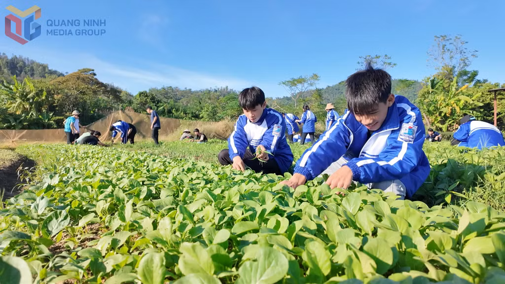 Học sinh Trường THPT Cô Tô trải nghiệm tại vườn rau xanh Đồng Tiến.