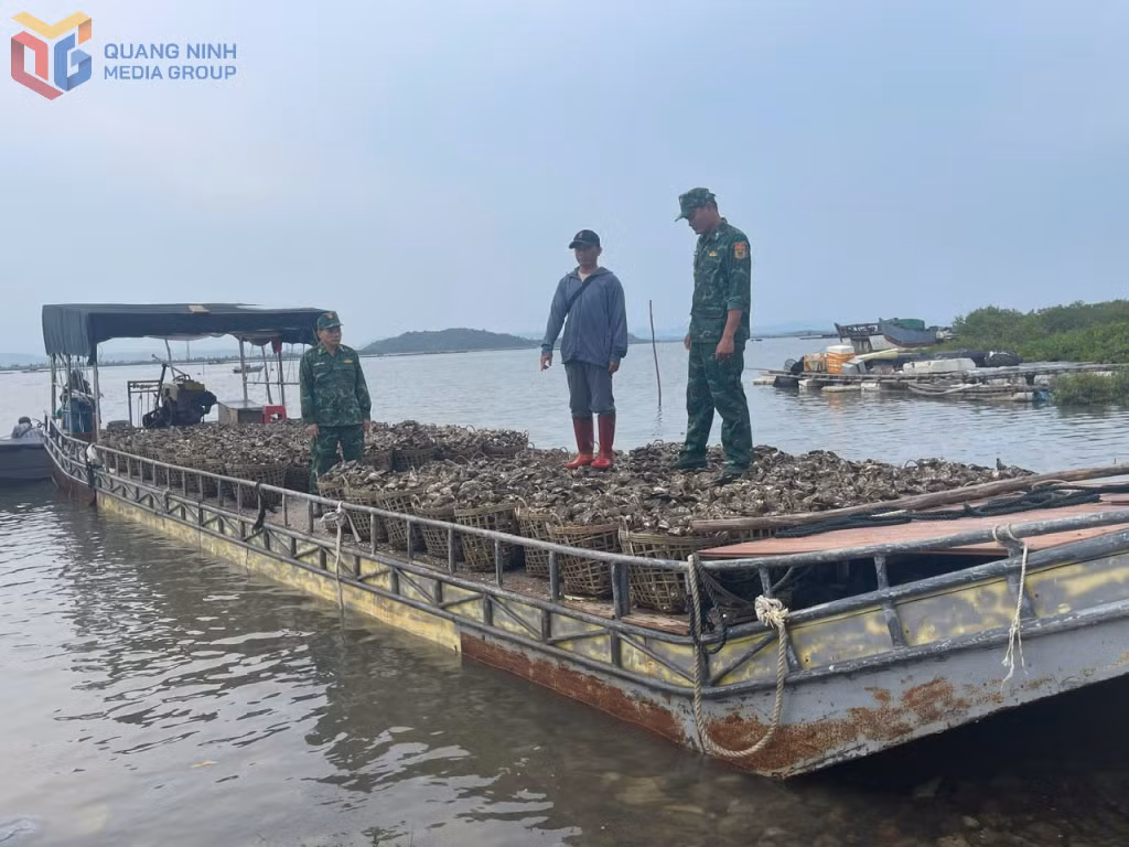  Đồn BP Trà Cổ bắt giữ đối tượng vận chuyển trái phép hàu từ Trung Quốc về Việt Nam.