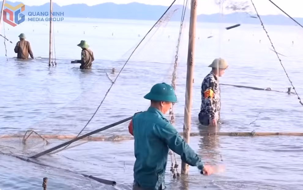 Các lực lượng chức năng xã Quảng Hà tháo dỡ cọc, đăng đáy trái phép ở vùng biển do xã quản lý.