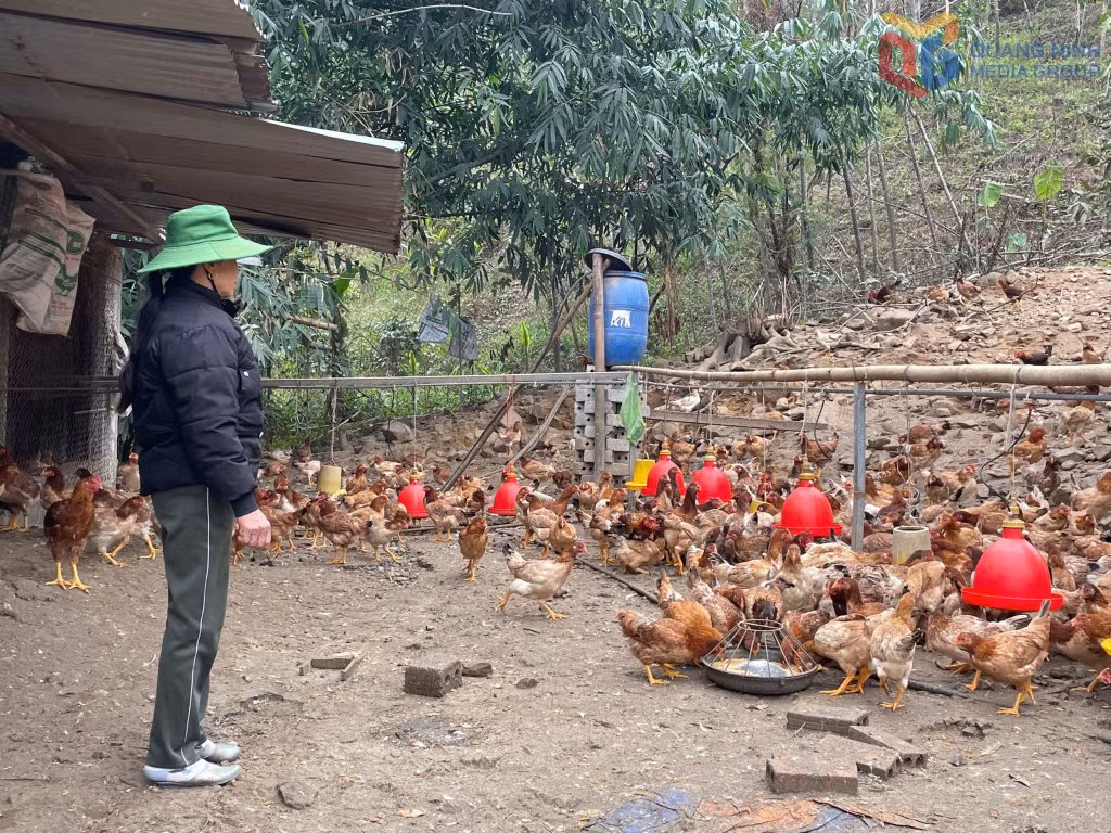 Nhờ các kênh vốn vay từ Hội Nông dân, bà Triệu Thị Niên, thôn Bằng Anh, xã Quảng La đã phát huy hiệu quả đồng vốn, mở rộng chăn nuôi, thu nhập khoảng 200 triệu đồng/năm.