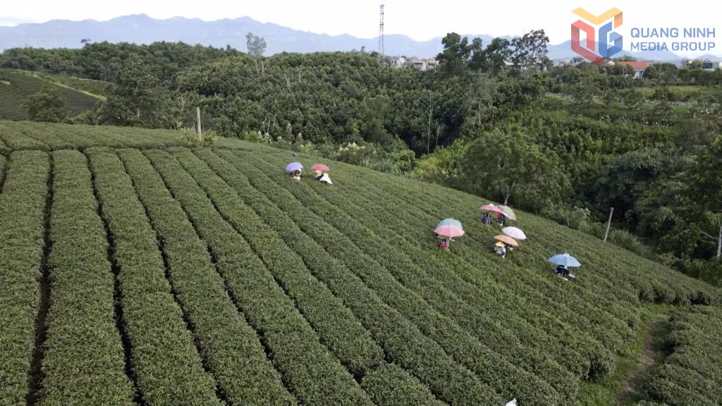 Trồng chè hữu cơ - hướng đi bền vững của doanh nghiệp và các hộ dân trên địa bàn xã Đường Hoa.