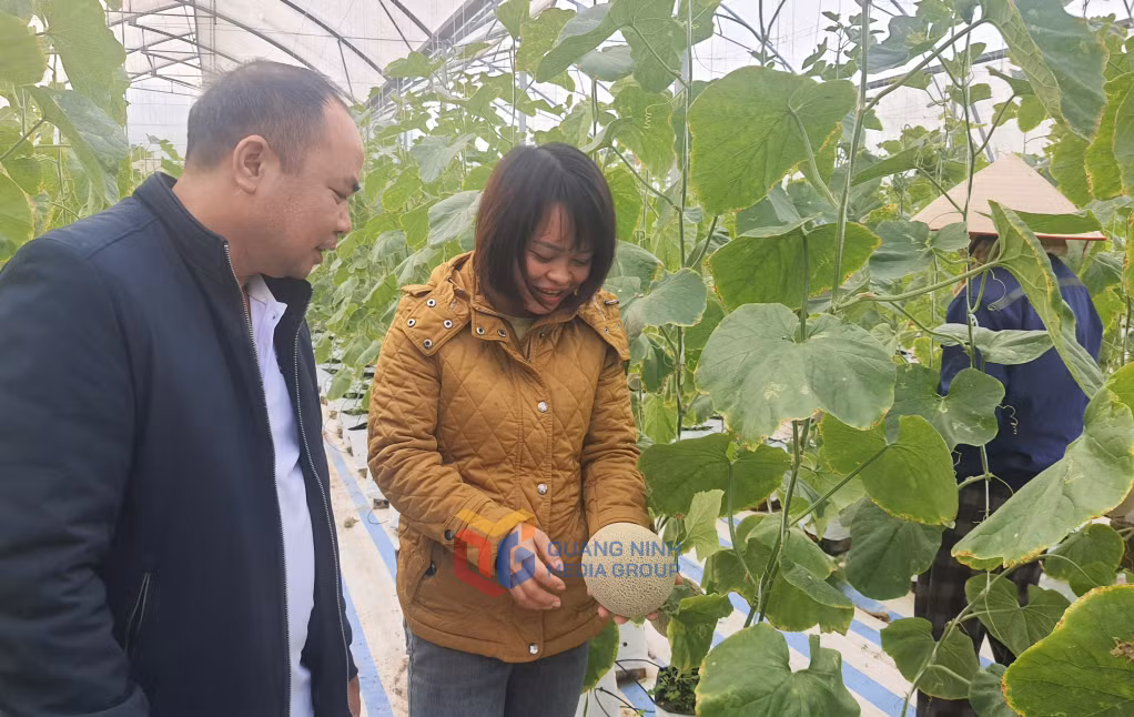 Sản phẩm dưa lưới được trồng trong nhà lưới tại xã Quảng Tân cho sản lượng, chất lượng tốt.