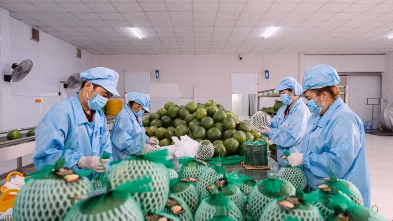 Đóng gói bưởi xuất khẩu tại Công ty Vina T&amp;T Group. (Ảnh: MINH ANH)