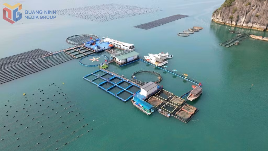 Hệ thống lồng HDPE kết hợp nuôi cá, hàu và rong sụn trong mô hình nuôi biển bền vững của STP Group tại đặc khu Vân Đồn. Ảnh: Hoàng Nga