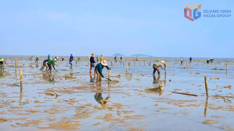 Lực lượng xã Quảng Hà tháo dỡ một khu nuôi ngao hoa trái phép. Ảnh Hoàng Dương (CTV)