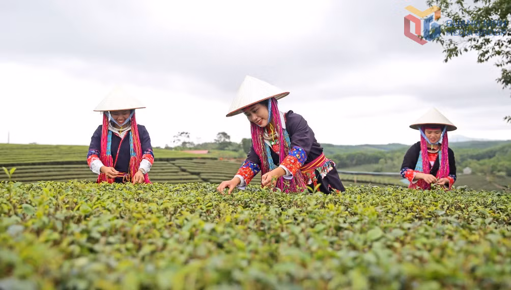 Thu hái chè ở xã Đường Hoa. Ảnh: Thu Nguyệt
