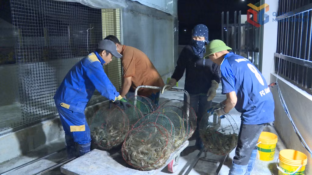 Hợp tác xã nuôi tôm công nghệ cao Cẩm Phả ứng dụng công nghệ nuôi 3 giai đoạn, mỗi tháng thu trên 30 tấn.
