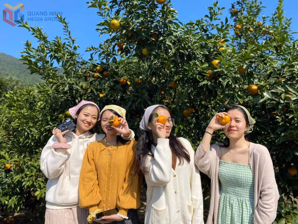 Những vườn cam trĩu quả, chín mọng của Vân Đồn có sức hút đối với du khách tới tham quan, trải nghiệm.