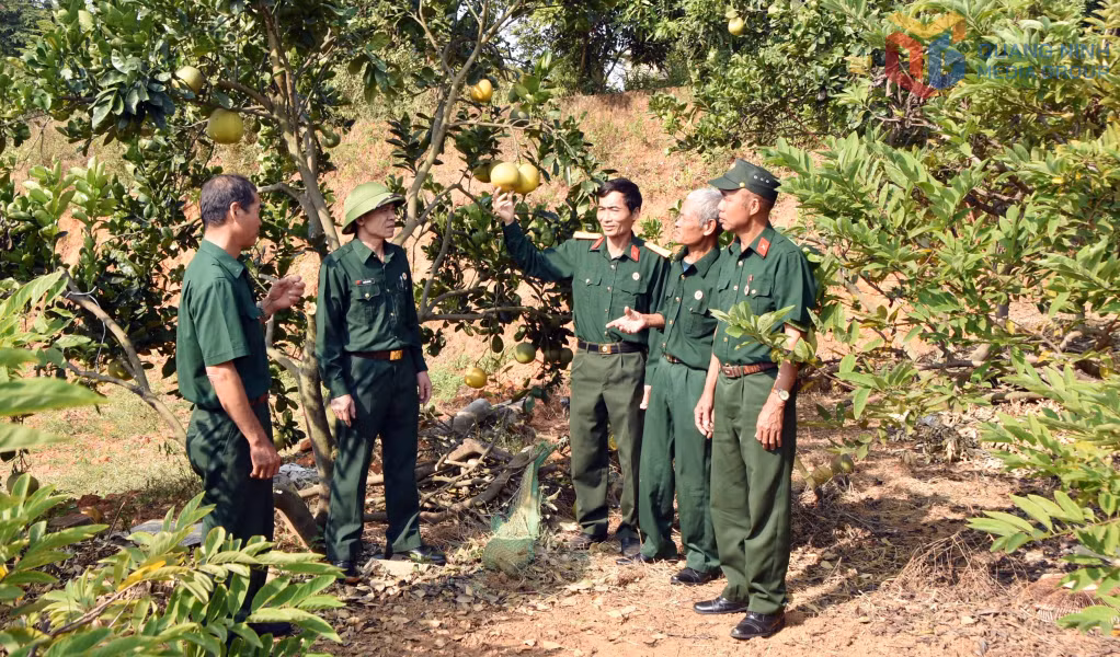 Hội CCB phường An Sinh giúp nhau mô hình phát triển trồng cây có múi cho hội viên.