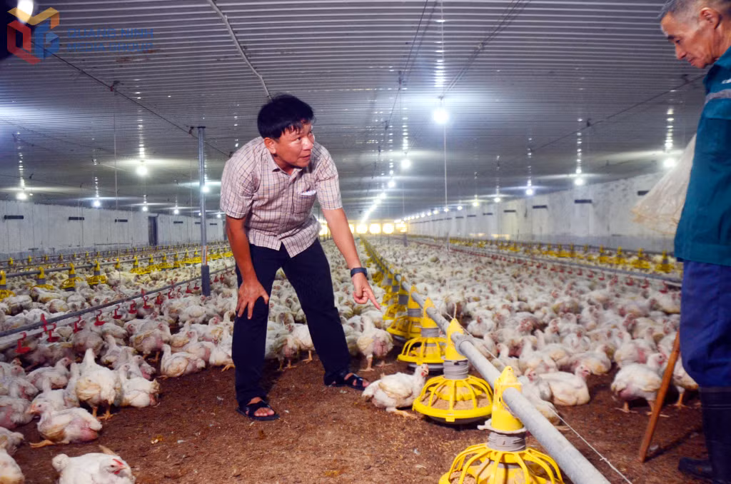 Ông Quyền hướng dẫn cán bộ, công nhân trang trại gà cách xử lý và tận dụng phân gà để tạo ra các sản phẩm khác.