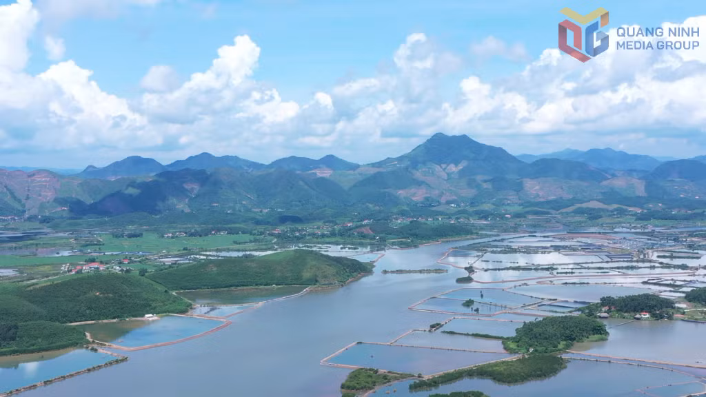Năm 2025, diện tích nuôi tôm toàn tỉnh có trên trên 7.500 ha.