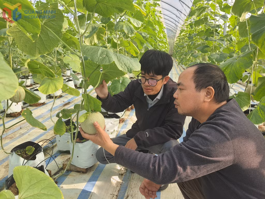 Sản phẩm dưa lưới trồng theo quy trình hữu cơ của nông dân xã Quảng Tân sẽ được xuất bán vào những siêu thị lớn tại Hà Nội.