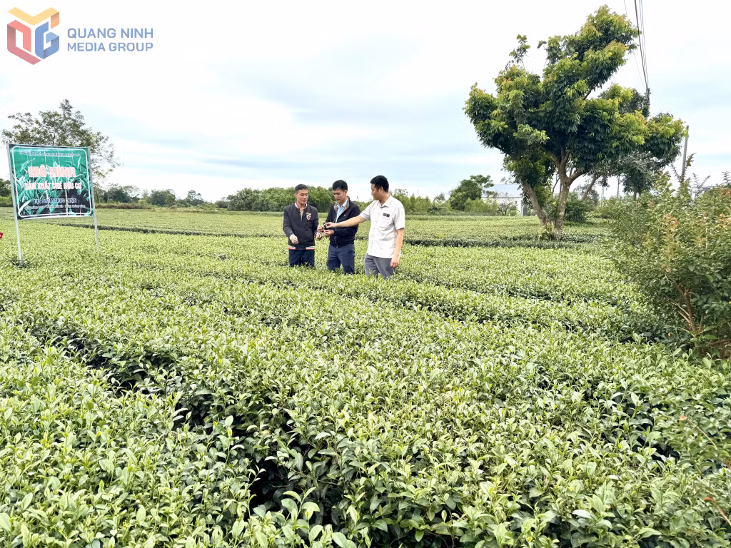 Vườn chè hữu cơ của gia đình ông Lê Văn Thắng (ngoài cùng, bên trái) ở thôn Quảng Long 7, xã Đường Hoa.