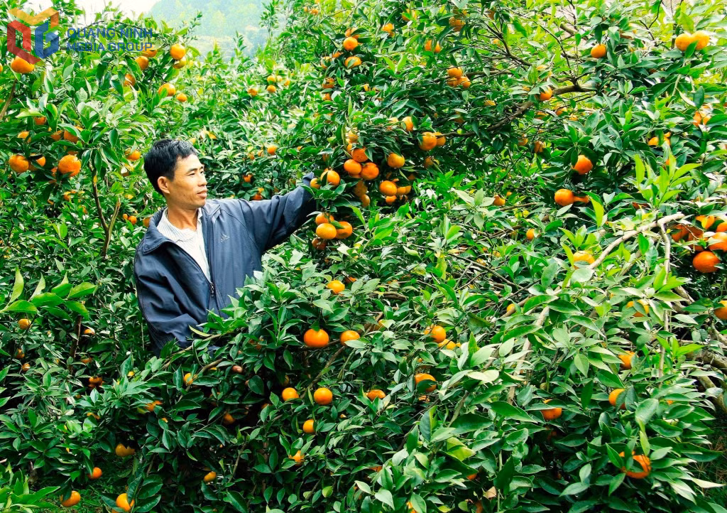 Người dân Vân Đồn chăm sóc cam chuẩn bị cho Lễ hội cam Vân Đồn 2025.
