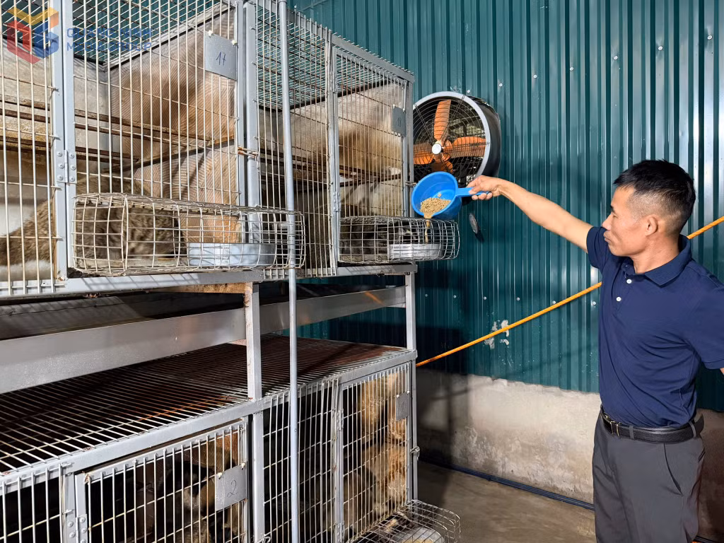Ông Đỗ Hùng Đon, khu Sông Khoai 8, phường Hiệp Hoà chăm sóc con cầy mốc. 