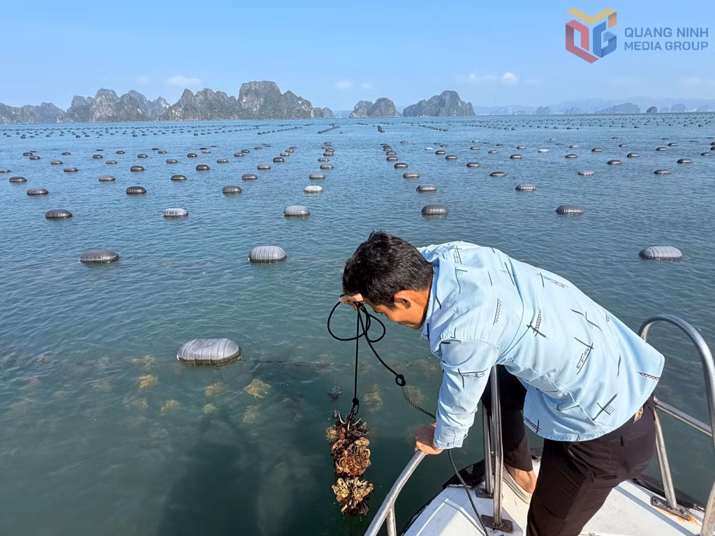 Người dân Vân Đồn kiểm tra hàu nuôi.