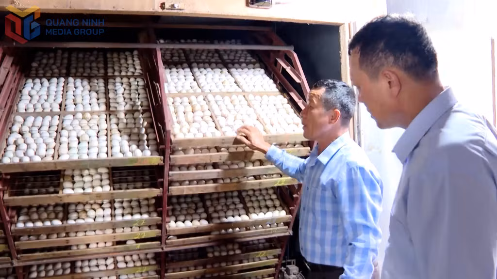 Ông Đồng Quang Cường (áo kẻ xanh) với hệ thống máy ấp trứng vịt tại trang trại của gia đình.