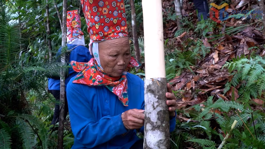Người dân bản Tài Lý Sáy, xã Quảng Tân, thu hoạch quế.