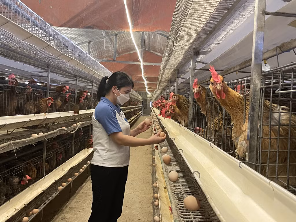 Mô hình sản xuất gà giống Tiên Yên có áp dụng công nghệ thụ tinh nhân tạo của nông dân xã Đông Hải (huyện Tiên Yên).