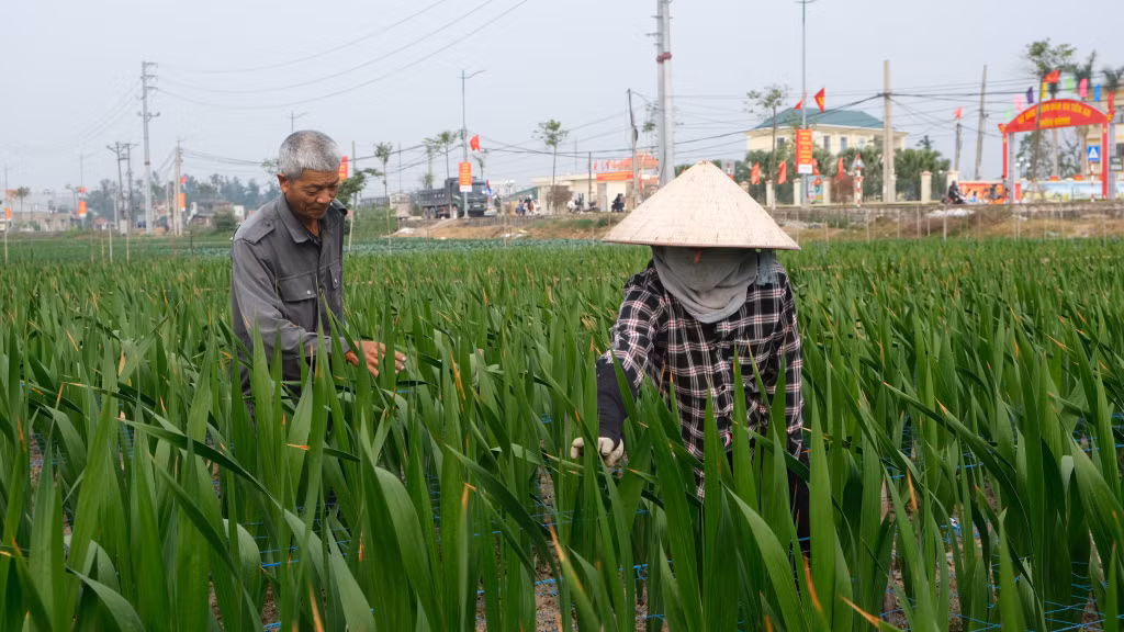Vợ chồng bà Đàm Thị Huế (thôn Đình, xã Tiền An, TX Quảng Yên) chăm sóc vườn hoa dơn phục vụ thị trường Tết.