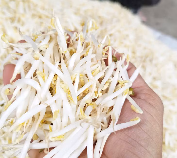 Nhiều người tự làm giá tại nhà để đảm bảo vệ sinh an toàn thực phẩm - Ảnh: T.VINH