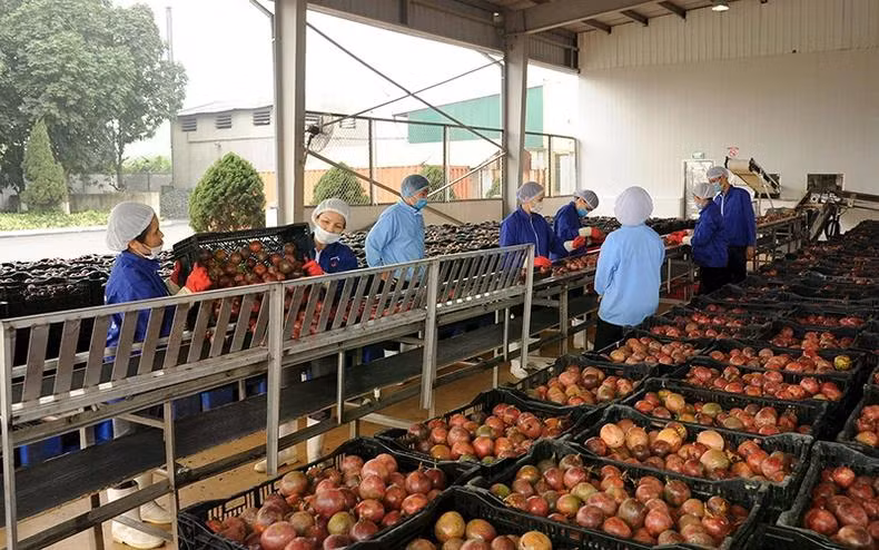Sơ chế chanh leo xuất khẩu tại Công ty CP Thực phẩm xuất khẩu Đồng Giao. (Ảnh: ĐỨC KHÁNH)