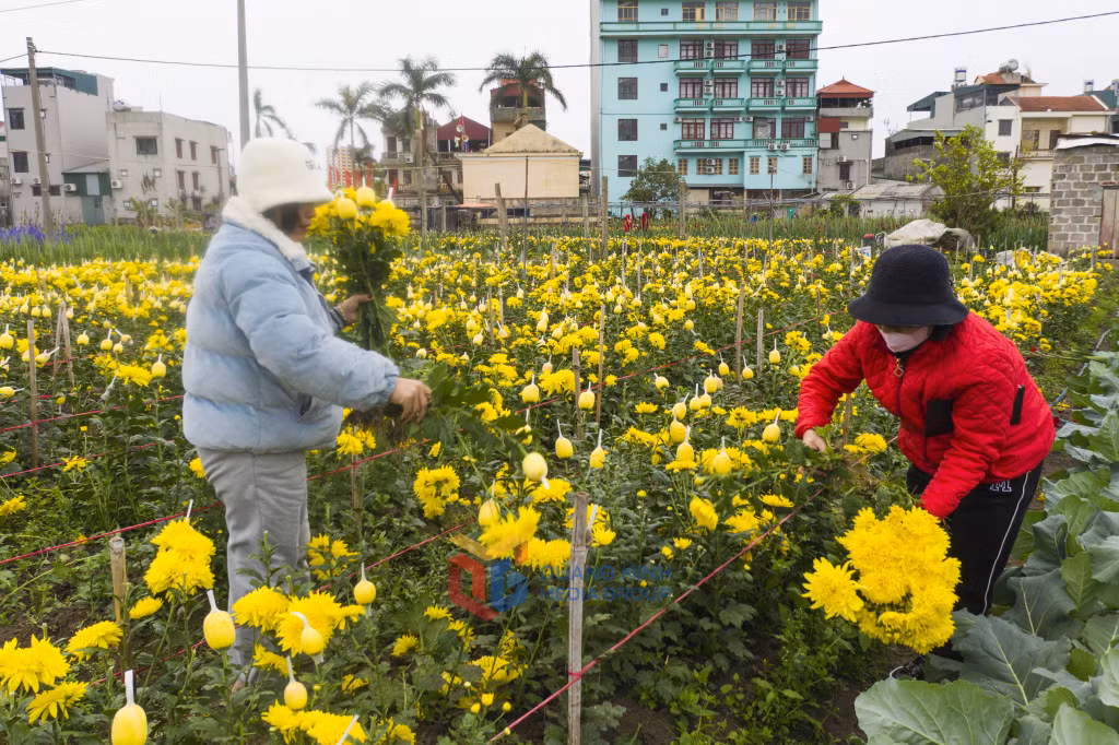 Hoa cúc được người cao tuổi xuống tận vườn chọn các cây đẹp về thắp hương cho gia tiên