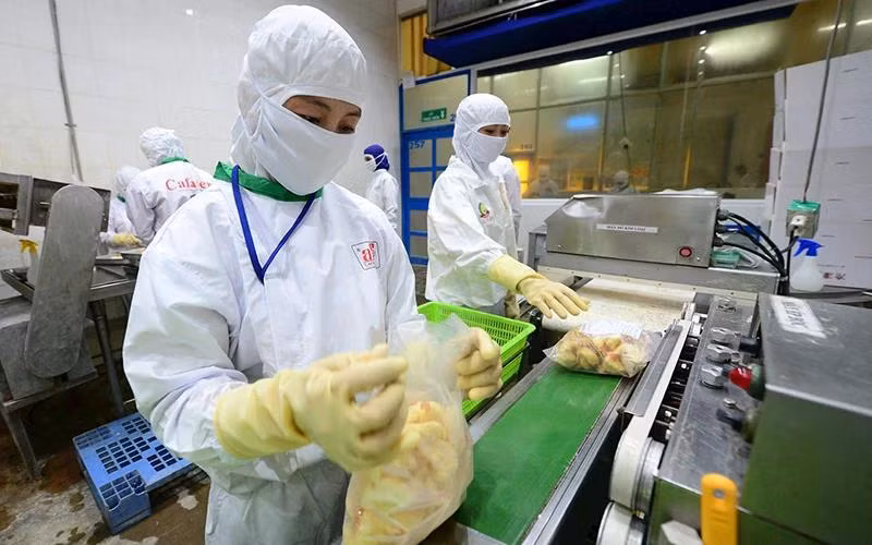 Đóng gói thủy sản chế biến tại Công ty CP Thủy sản Cafatex (Hậu Giang). (Ảnh TUẤN ANH)