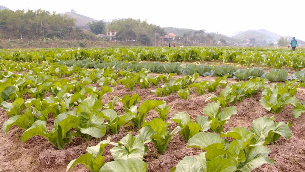 Rau cải xanh hữu cơ tại xã Điền Xá, huyện Tiên Yên là sản phẩm được nhiều người tiêu dùng ưa chuộng tại các kỳ hội chợ.