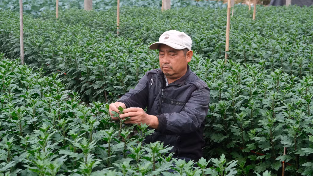 Vườn hoa cúc của gia đình ông Phạm Văn Dư (thôn Đình, xã Tiền An, TX Quảng Yên) sinh trưởng tốt, kịp phục vụ thị trường Tết Nguyên đán Ất Tỵ 2025.