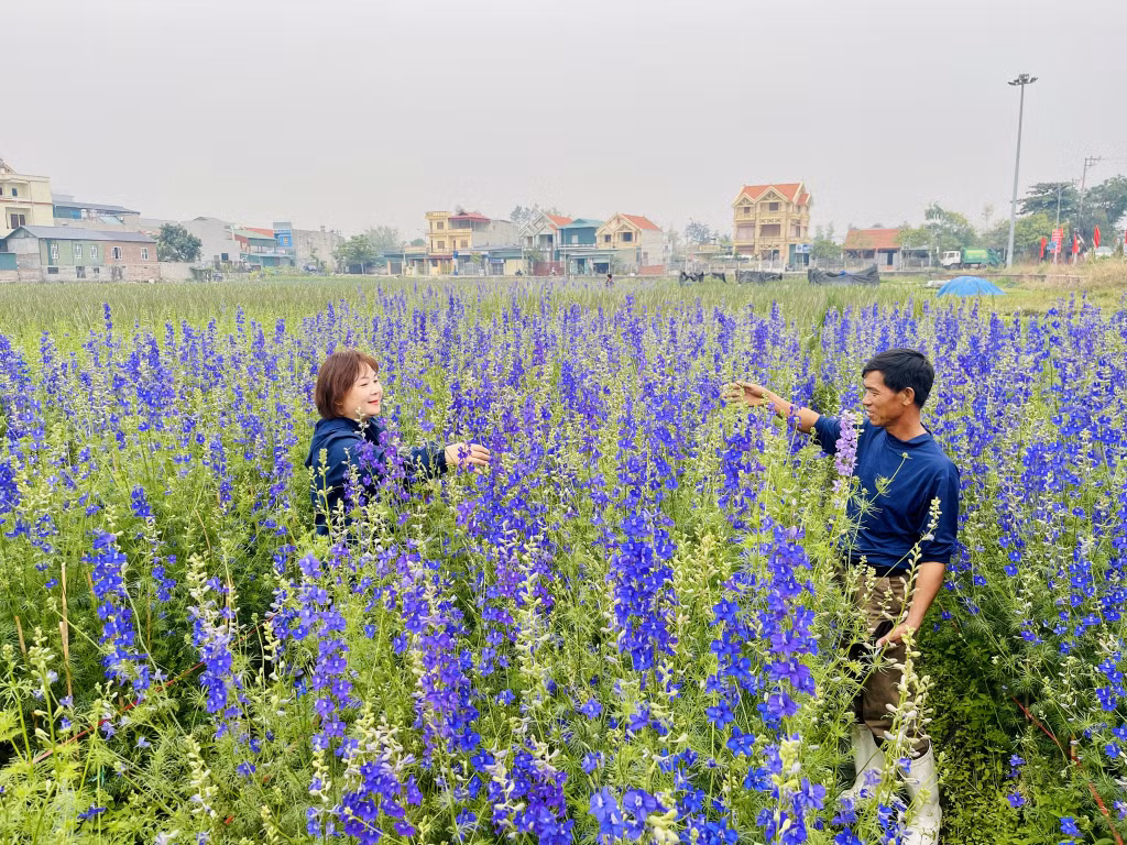 Không ít người dân cũng trực tiếp xuống các ruộng của xã Lê Lợi để mua hoa. Giá một số loại hoa năm nay không có nhiều biến động so với mọi năm.