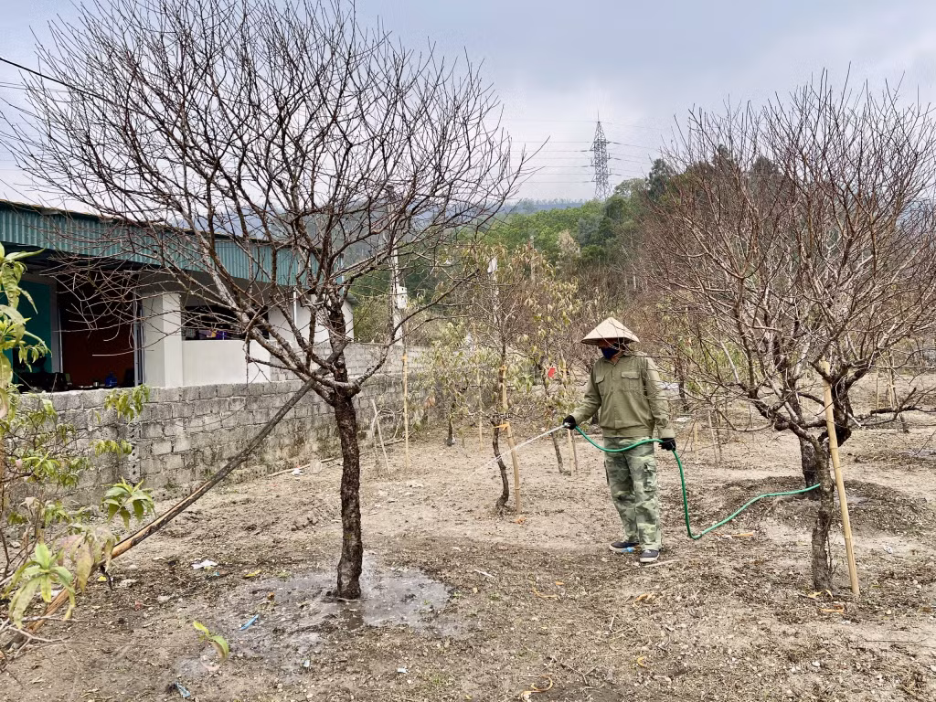 Người trồng đào tại xã Hạ Long (huyện Vân Đồn) chăm sóc cây chuẩn bị cung ứng cho thị trường Tết.