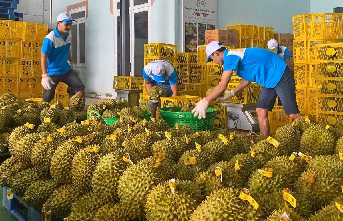 Sầu riêng Việt Nam nhiều lần bị cảnh báo. (Ảnh minh hoạ)