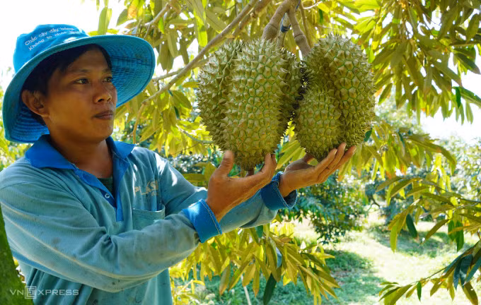 Sầu riêng trồng tại Long An. Ảnh: Hoàng Nam