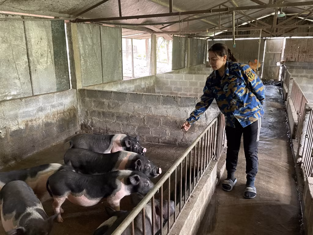 HTX nông nghiệp hữu cơ An Lộc, xã Quảng Nghĩa, TP Móng Cái là một trong những cơ sở chăn nuôi lợn Móng Cái quy mô lớn.