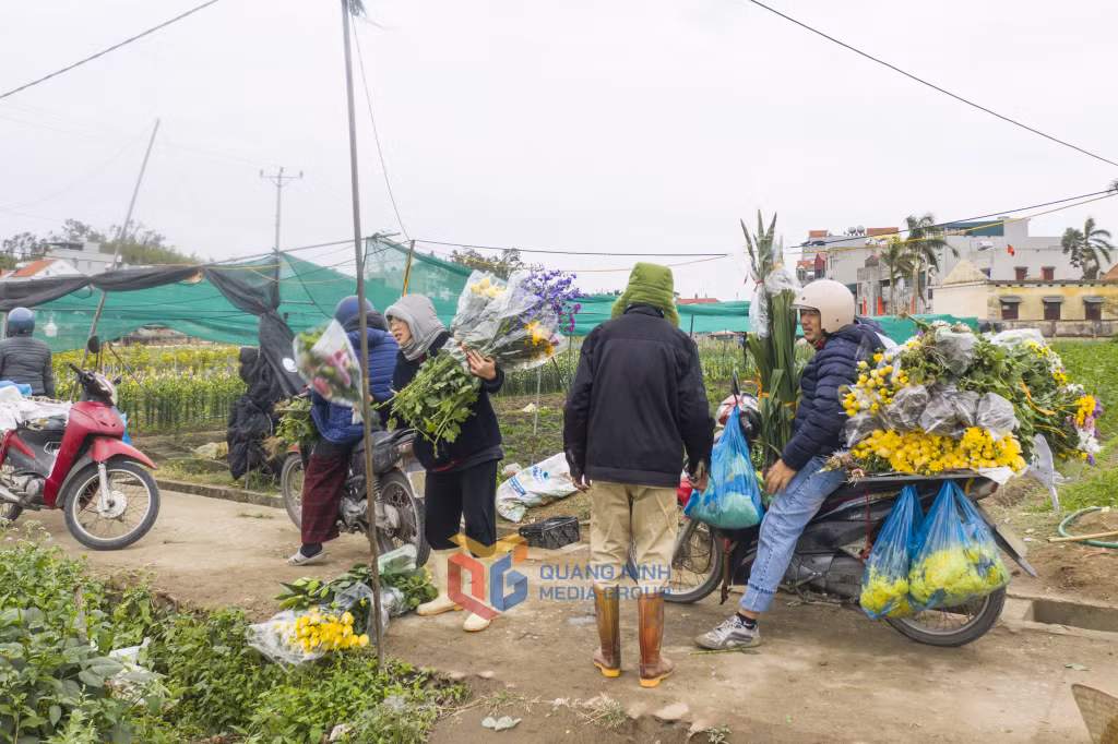 	Các điểm kinh doanh hoa lẻ cũng đến tận xã Lê Lợi mua hoa về kinh doanh