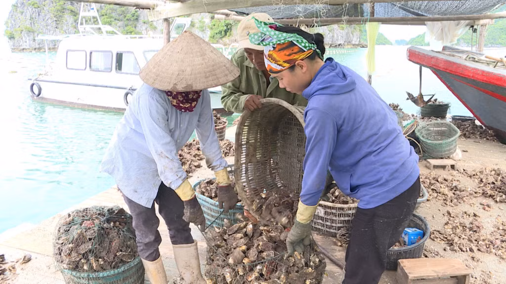 Người dân huyện Vân Đồn thu hoạch hàu nuôi.